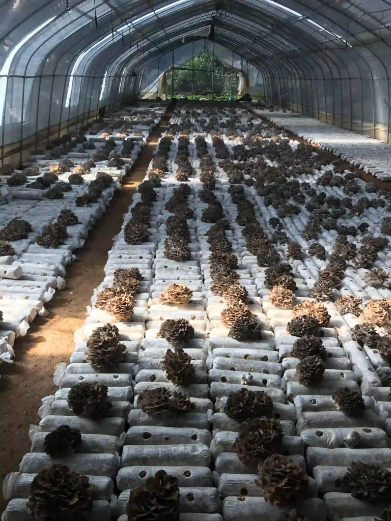 mushroom manufacturer