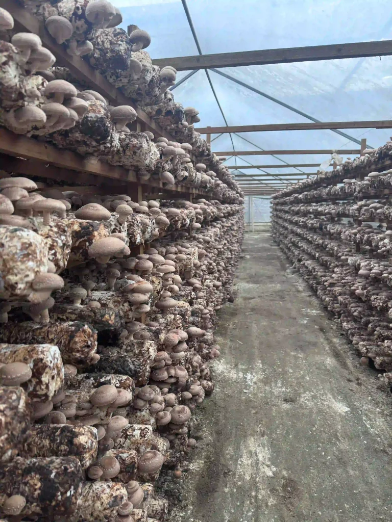 mushroom manufacturer