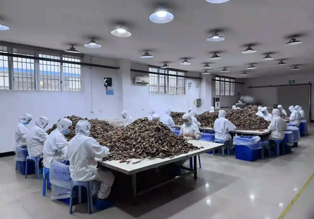 mushroom supplier
