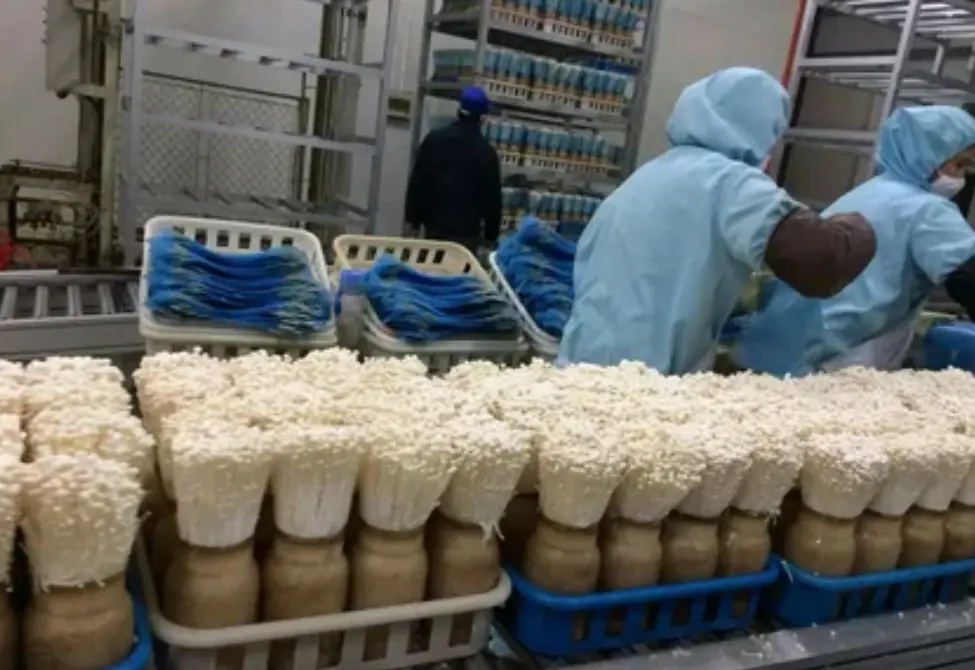 Fresh Enoki mushrooms