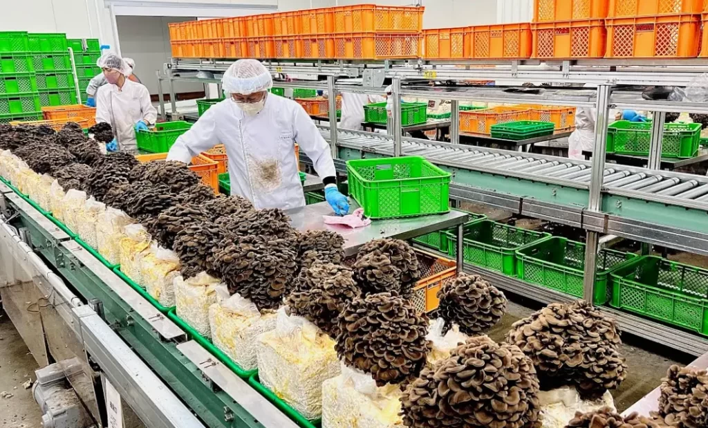 mushroom export MOQ