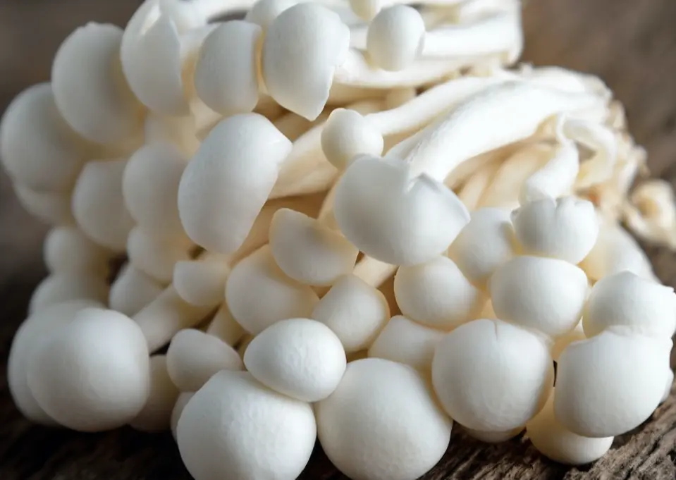 White Shimeji mushrooms
