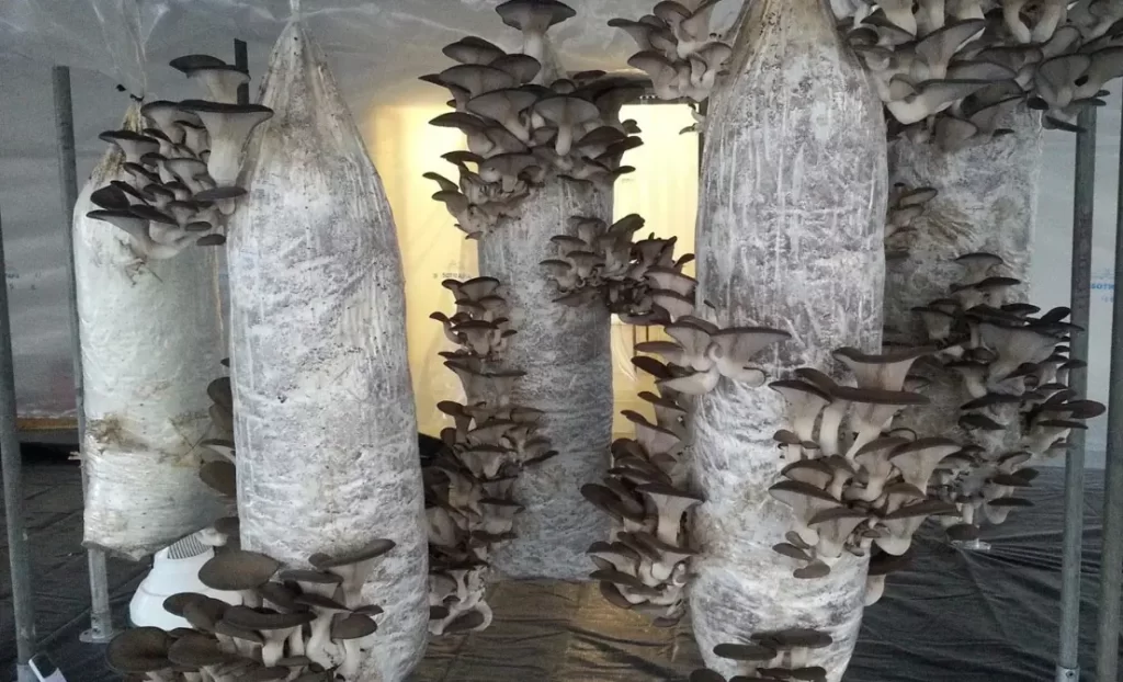 organic mushroom farming