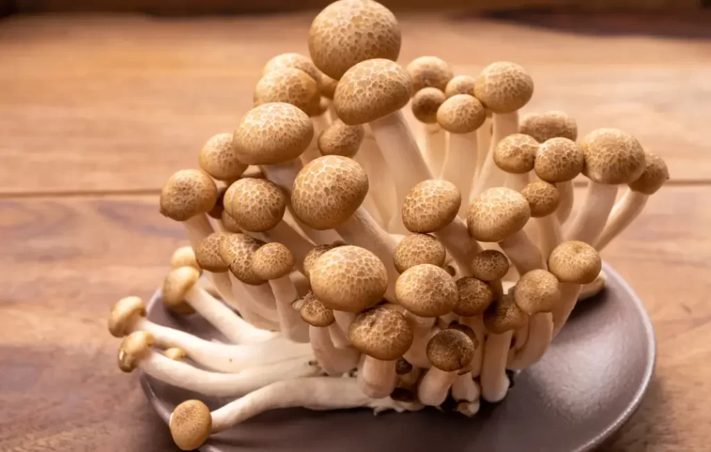 Brown Shimeji mushrooms