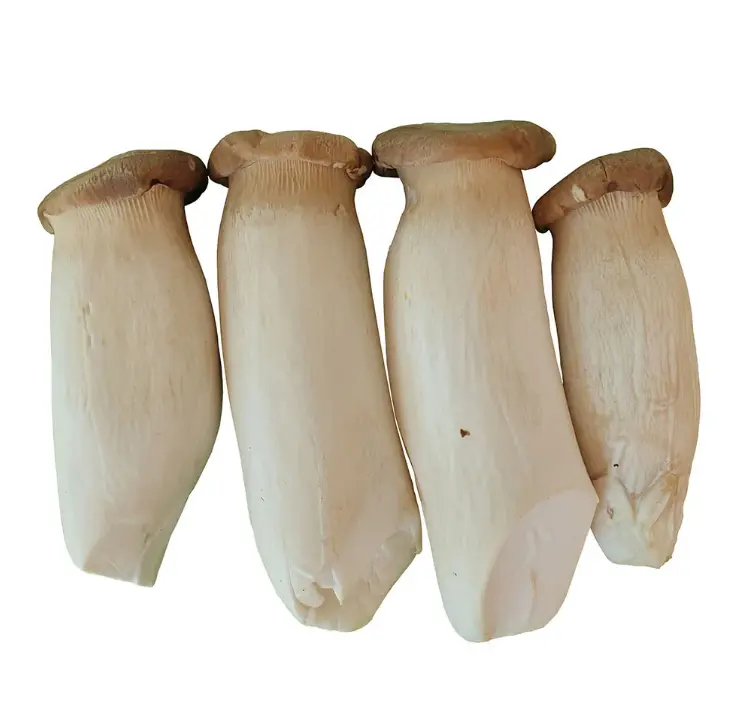high-quality King Oyster mushrooms