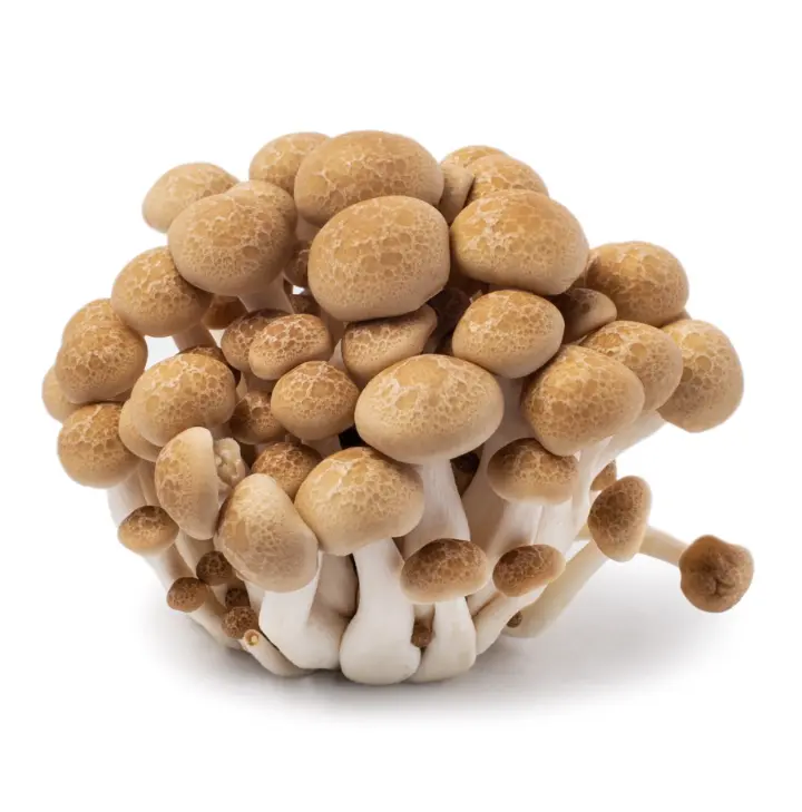 Brown Shimeji mushrooms