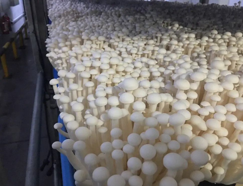 Fresh Enoki Mushrooms