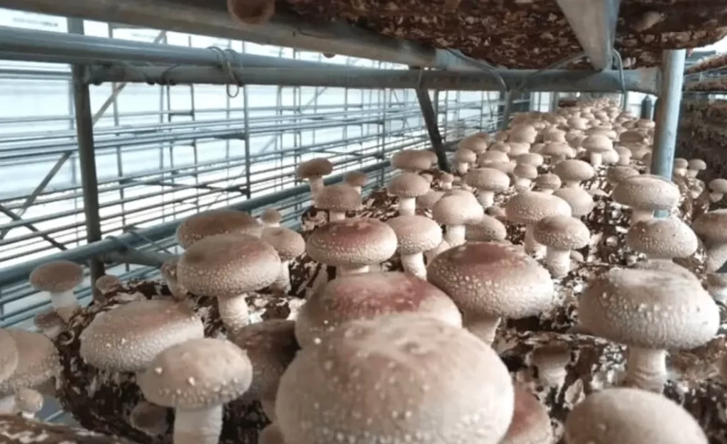 organic mushroom farming