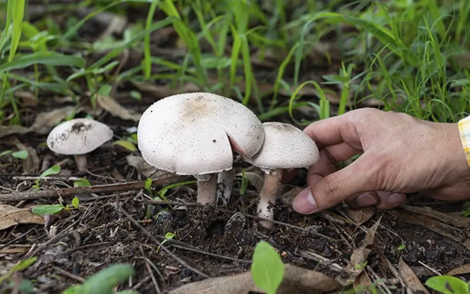 conventional mushroom farming