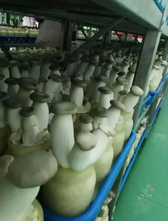 King Oyster Mushroom bulk supplier