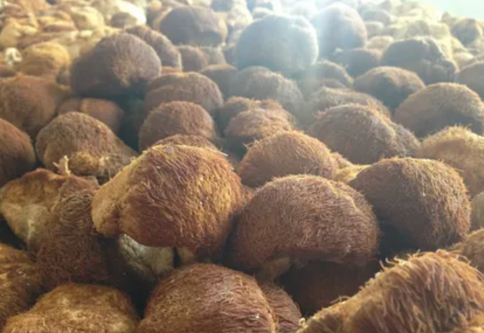 Lion’s Mane wholesale