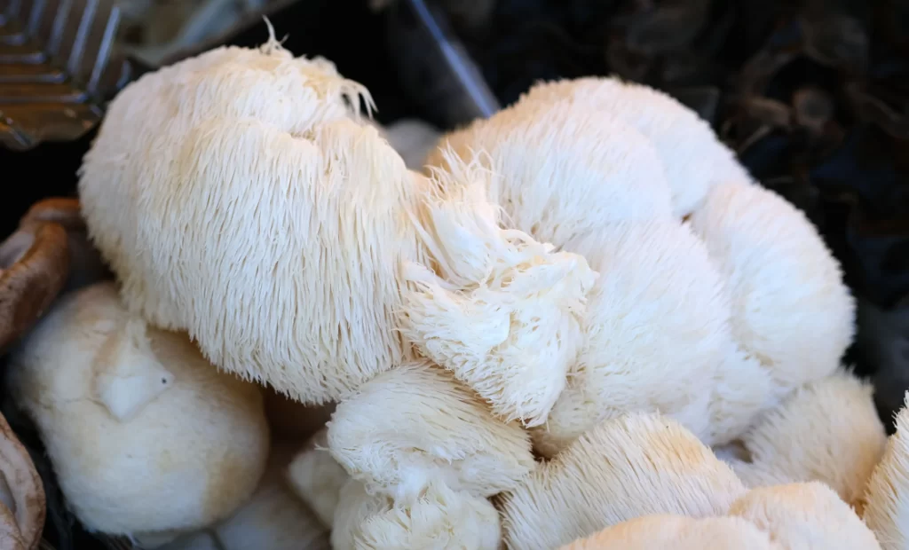 Hericium Wholesale