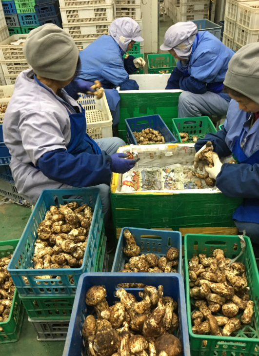 wild matsutake wholesale price