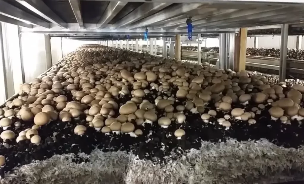 shiitake export MOQ