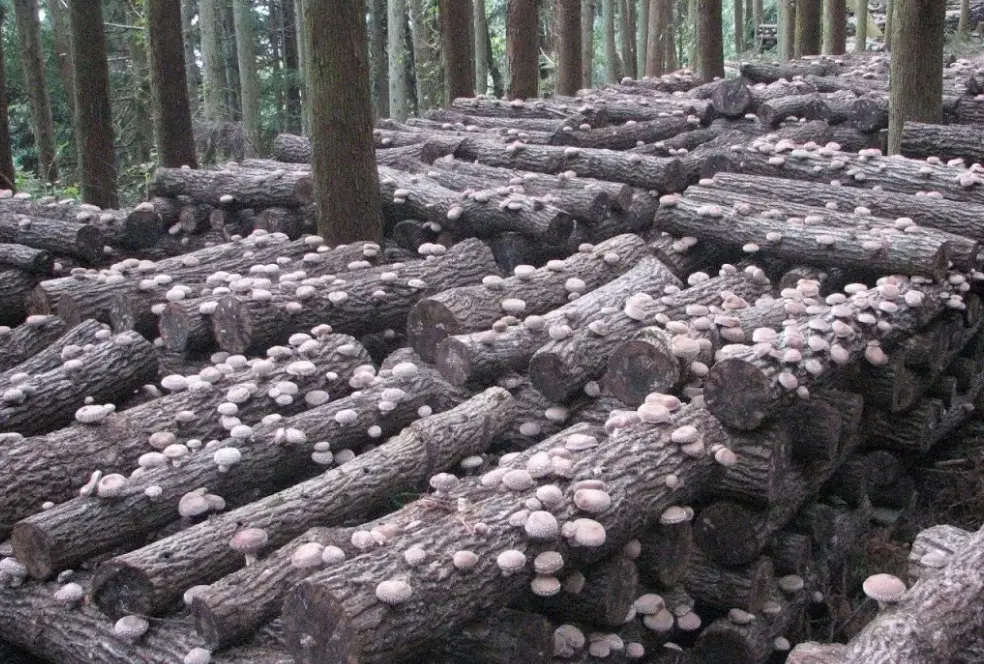 fresh shiitake nutrition