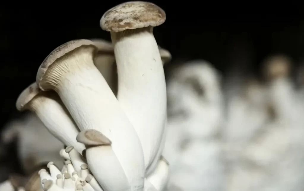 King Oyster Mushroom