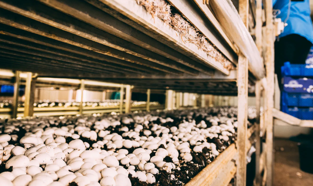factory mushrooms