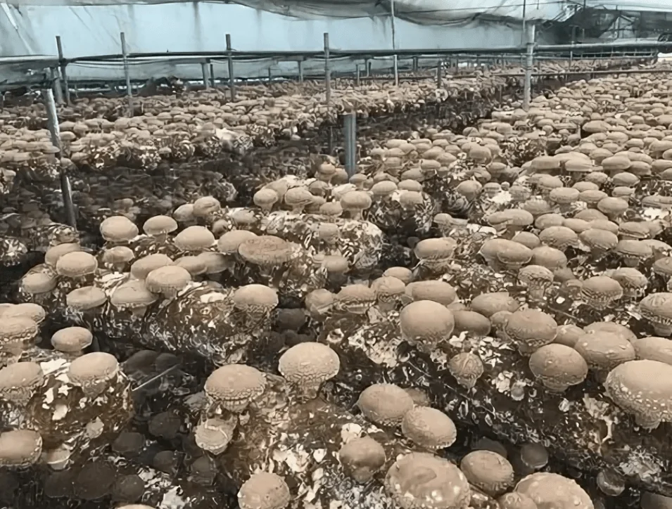 father of shiitake cultivation