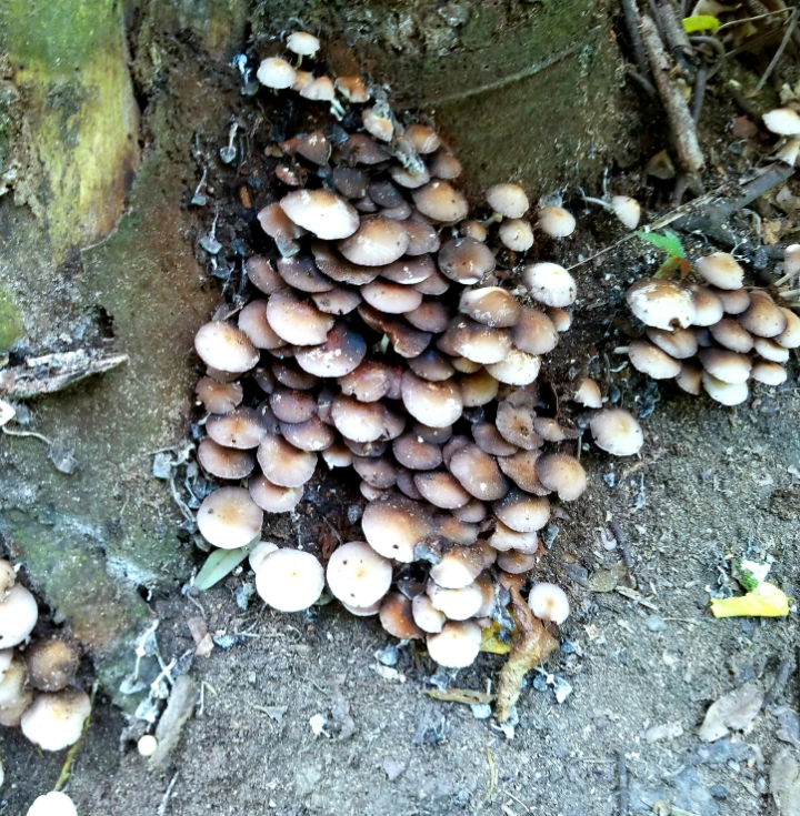 wild mushrooms